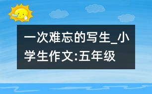 一次難忘的寫生_小學(xué)生作文:五年級(jí)