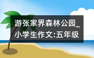 游張家界森林公園_小學(xué)生作文:五年級(jí)