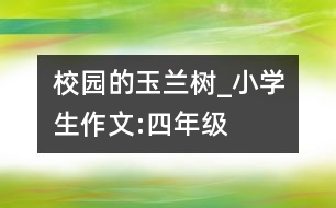 校園的玉蘭樹_小學(xué)生作文:四年級