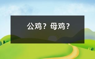 公雞？母雞？