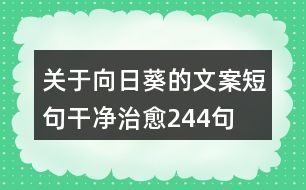 關于向日葵的文案短句干凈治愈244句