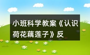 小班科學(xué)教案《認(rèn)識(shí)荷花、藕、蓮子》反思