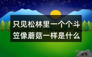 只見(jiàn)松林里一個(gè)個(gè)斗笠像蘑菇一樣是什么意思