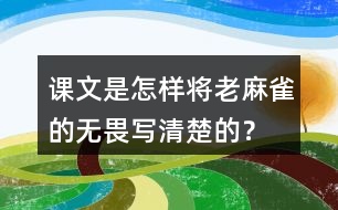 課文是怎樣將老麻雀的無畏寫清楚的？