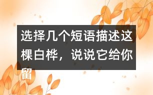 選擇幾個(gè)短語描述這棵白樺，說說它給你留下了怎樣的印象