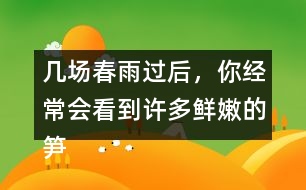 幾場春雨過后，你經(jīng)常會看到許多鮮嫩的筍，成群的從土里探出來，找到文中類似的句子