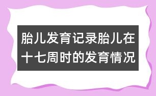 胎兒發(fā)育記錄：胎兒在十七周時(shí)的發(fā)育情況