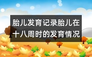 胎兒發(fā)育記錄：胎兒在十八周時(shí)的發(fā)育情況