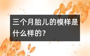 三個月胎兒的模樣是什么樣的？