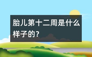 胎兒第十二周是什么樣子的？