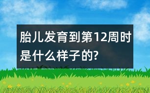 胎兒發(fā)育到第12周時(shí)是什么樣子的?