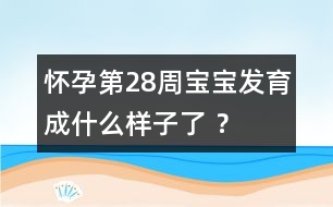 懷孕第28周寶寶發(fā)育成什么樣子了 ？