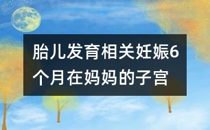 胎兒發(fā)育相關(guān)：妊娠6個(gè)月“在媽媽的子宮里，像在宇宙中遨游！”