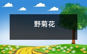 野菊花