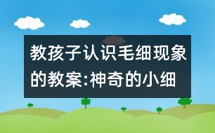 教孩子認識毛細現(xiàn)象的教案:神奇的小細管