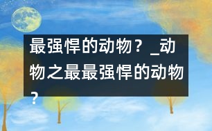 最強(qiáng)悍的動物？_動物之最：最強(qiáng)悍的動物？