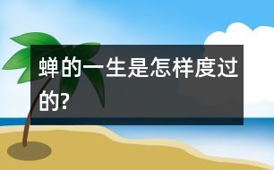 蟬的一生是怎樣度過的?