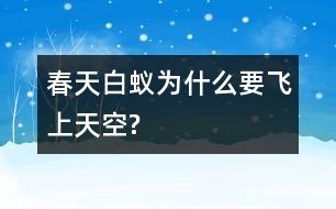 春天白蟻為什么要飛上天空?