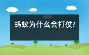 螞蟻為什么會打仗?