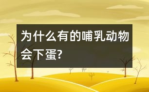 為什么有的哺乳動物會下蛋?