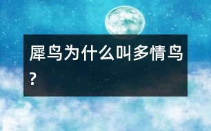 犀鳥為什么叫“多情鳥”?