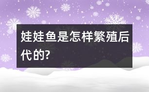 娃娃魚是怎樣繁殖后代的?