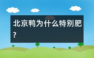 北京鴨為什么特別肥?