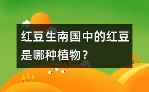 “紅豆生南國”中的紅豆是哪種植物？