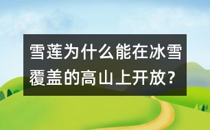 雪蓮為什么能在冰雪覆蓋的高山上開放？