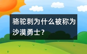 駱駝刺為什么被稱為“沙漠勇士”？