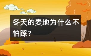 冬天的麥地為什么不怕踩？