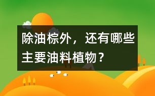 除油棕外，還有哪些主要油料植物？