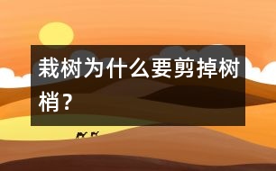 栽樹為什么要剪掉樹梢？