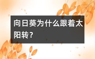 向日葵為什么跟著太陽轉(zhuǎn)？